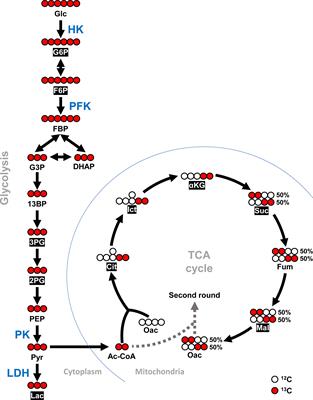 White Spot Syndrome Virus Triggers a Glycolytic Pathway in Shrimp Immune Cells (Hemocytes) to Benefit Its Replication